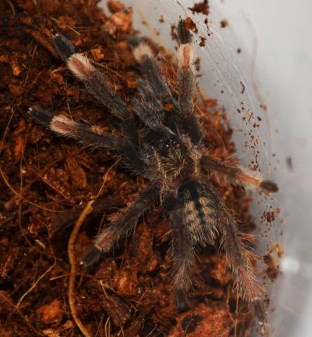 Costa Rican Orange Mouth Tarantulas Small