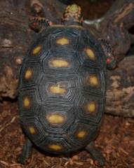 Small Red Foot Tortoises w/extra scutes