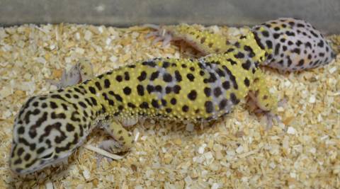 Adult Male Hypo Leopard Geckos w/regrown tails