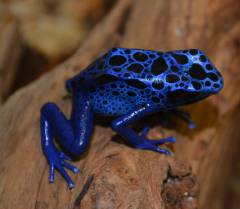 Adult Blue Azureus Arrow Frogs