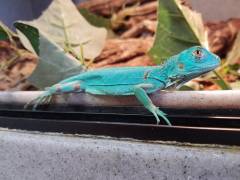 Baby Blue Iguanas