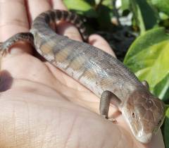 Baby Northern Blue Tongue Skinks