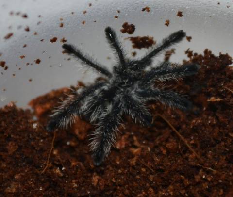 Purple Pink Toe Spiderlings