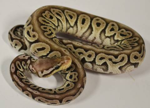 Baby Pewter Russo Ball Pythons