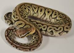Baby Pewter Russo Ball Pythons