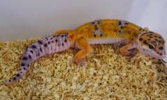 Medium Emerine Leopard Geckos