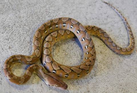 Baby 37.5% Super Dwarf Reticulated Pythons for sale