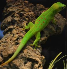 Sub Adult Madagascar Giant Day Geckos w/minor nip tails