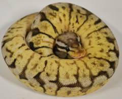 Baby Bumblebee Ball Pythons het for Red axanthic