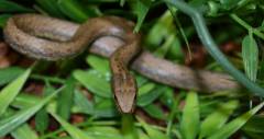 Madagascar Big Eyed Snakes