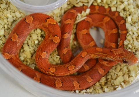 Medium Hypo Blood Red Cornsnakes