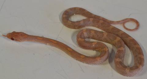 Small Hypo Lavender Cornsnakes