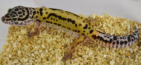 Small Bold Stripe Leopard Geckos