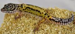 Small Bold Stripe Leopard Geckos