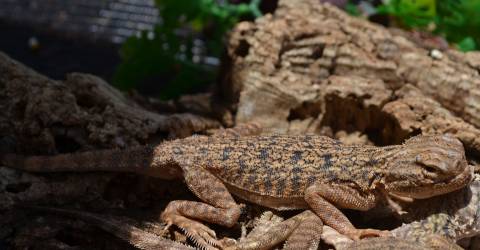 Adult Frilled Toad Headed Agamas w/nips
