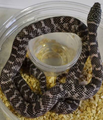 Small Axanthic Florida Kingsnakes
