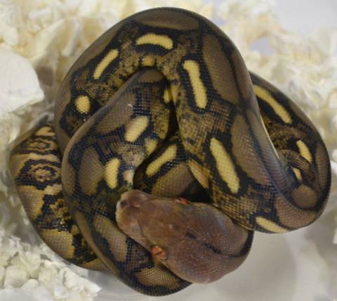 Baby Super Dwarf Tiger Reticulated Pythons