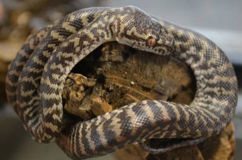 Baby Zebra Carpet Pythons for sale