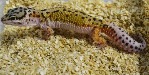 Medium Jungle Red Striped Leopard Geckos