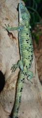 Abronia mixteca Alligator Lizards w/regrown tails