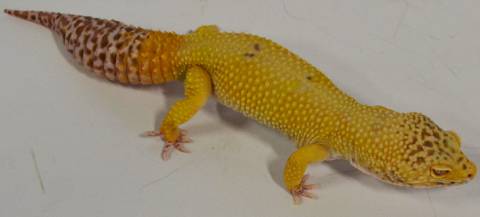 Adult Male Bell Sunglow Leopard Geckos