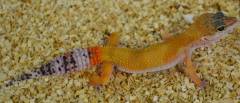 Small Super Hypo Carrot Tail Leopard Geckos