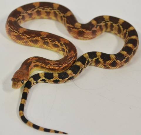 Baby Southern Pine x Baja Gopher Snakes