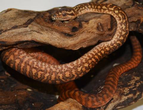 Baby Caramel Zebra Carpet Pythons