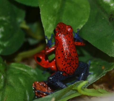 Strawberry Pumilio Dart Frogs