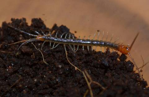 Baby Haitian Giant Centipedes