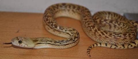 Small Sonoran Gopher Snakes