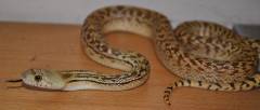 Baby Sonoran Gopher Snakes