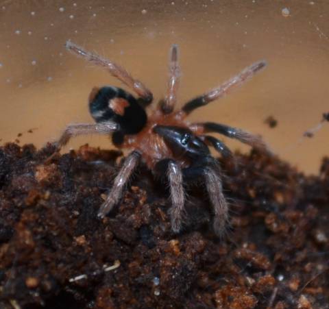 Trinidad Dwarf Tiger Spiderlings
