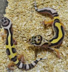 Small Bandit Leopard Geckos