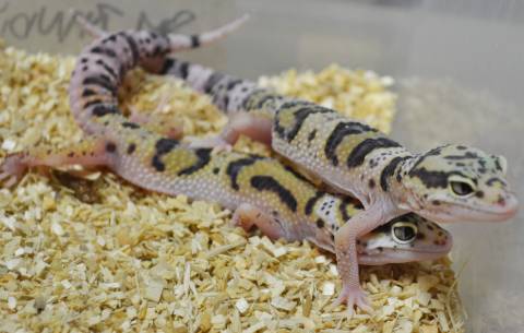 Small Emerine Snow Eclipse Leopard Geckos