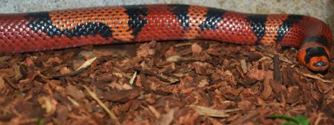 Sub Adult Tangerine Honduran Milksnakes