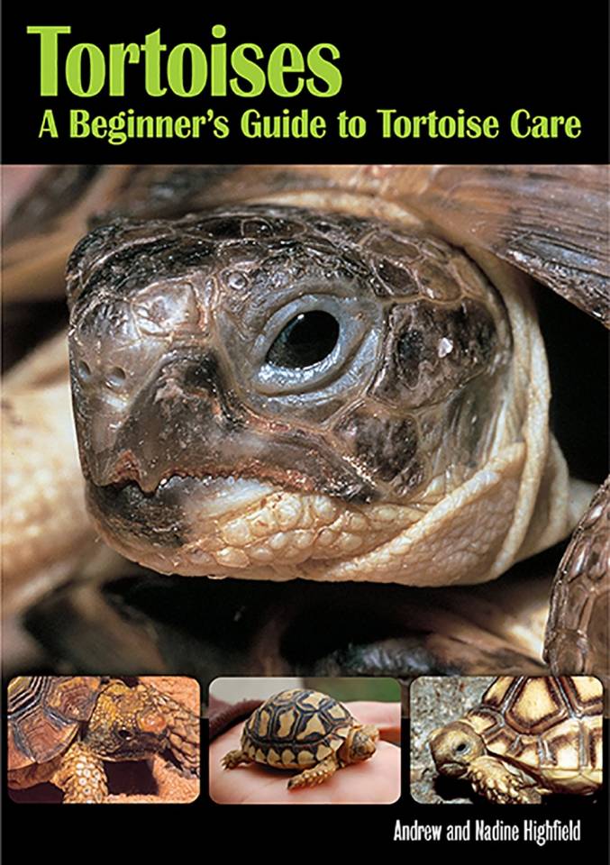 tortoise for beginners