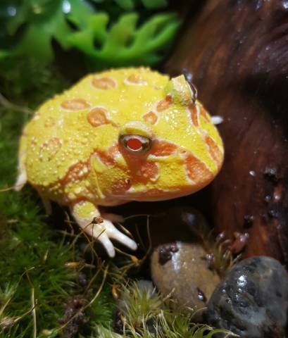 Baby Albino Pacman Frogs