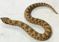 Baby Anaconda Western Hognose Snakes