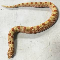 Baby Toffee Anaconda Western Hognose Snakes