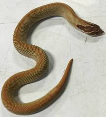 Baby Female Super Anaconda Western Hognose Snakes