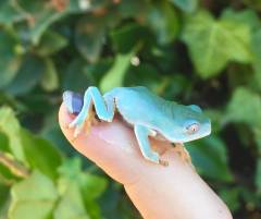 Baby Giant Bicolor Tree Frogs