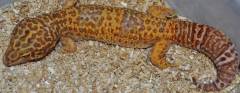 Adult Giant Albino Leopard Geckos