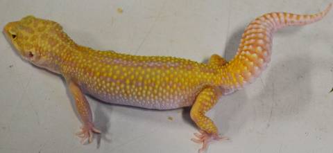 Adult Reverse Stripe Tremper RAPTOR Leopard Geckos