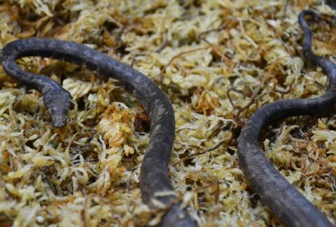 New Guinea Ground Boas