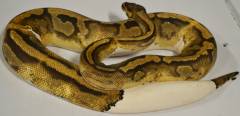 Adult Piebald Ball Pythons