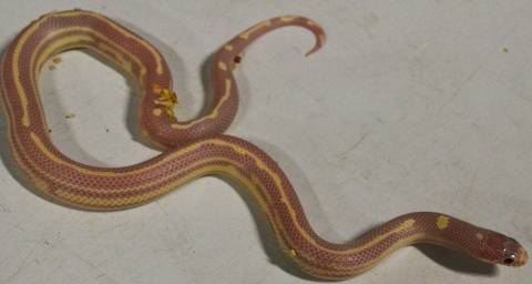 Baby Lavender Striped California Kingsnakes