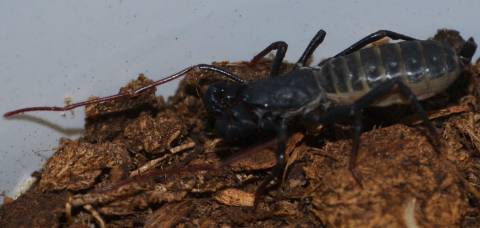Baby Vinegaroon Scorpions missing whip