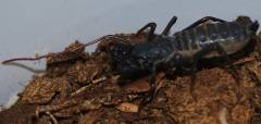 Baby Vinegaroon Scorpions missing whip