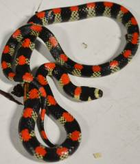 Central American Black Banded Snakes